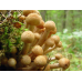Мицелий Опенка осеннего / Опенок настоящий (Armillaria mellea) Мицелий Опенка осеннего / Опенок настоящий (Armillaria mellea)